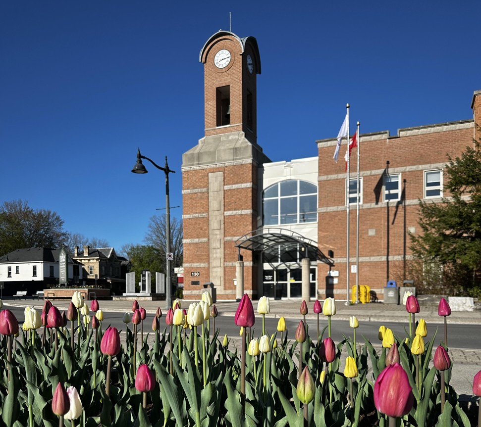 A close-up of tulips in a flowerbed, with town hall and clock tower in the background.
